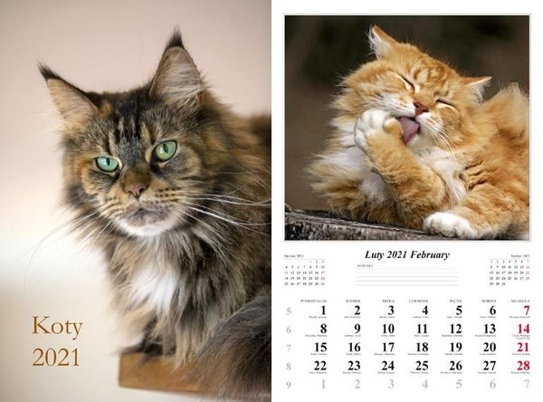 Kalendarz ścienny 2021 Koty
