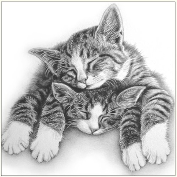 Karnet śpiące koty szkic + koperta 160x160