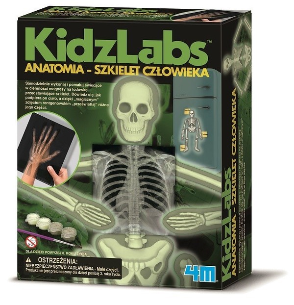 KidzLabs Anatomia szkielet człowieka
