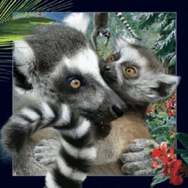 Magnes 3D - Lemur