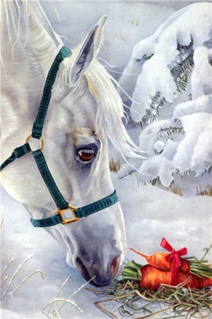 Malowanie po numerach Koń biały 40 x 50