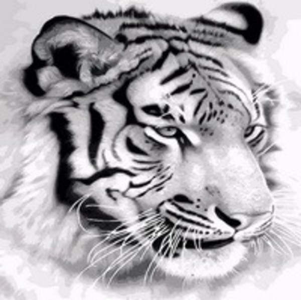 Malowanie po numerach Tygrys portret czarno biały