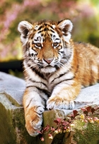 Puzzle Mały tygrys - Little Tiger 260 elementów