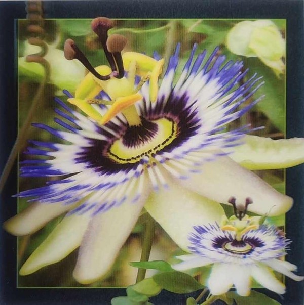 Pocztówka 3D - Passiflora