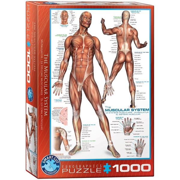 Puzzle Układ mięśniowy 1000 elementów
