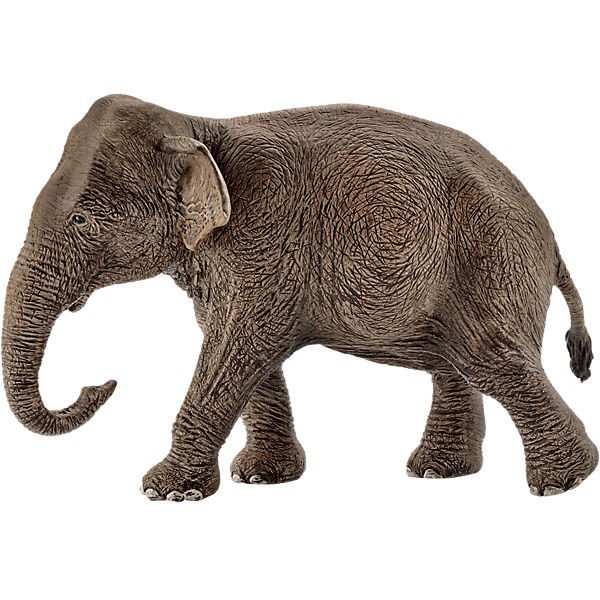 Słoń indyjski samica 14753