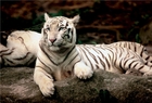 Puzzle Tygrys Bengalski 1500 elementów