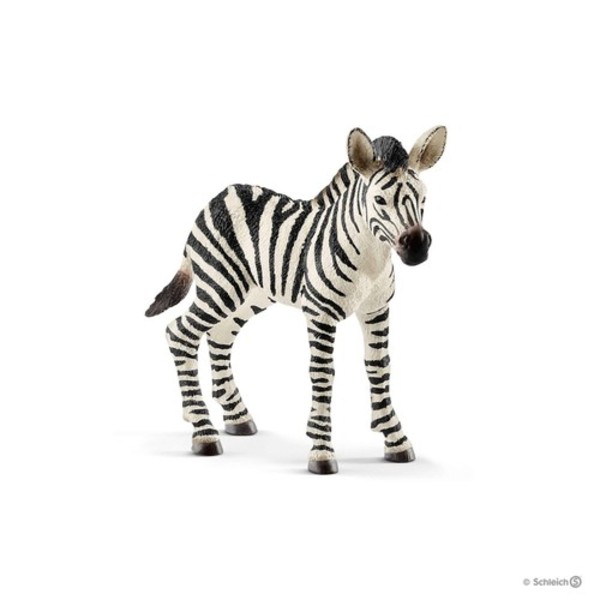 Zebra źrebię 14811